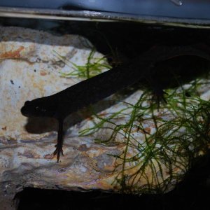 Danube Crested Newt that I got form Dave.