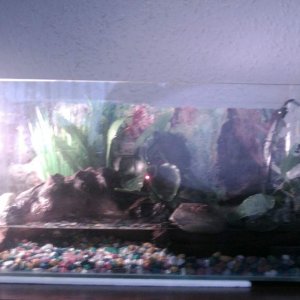 whole tank