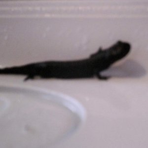 snooker, my male newt