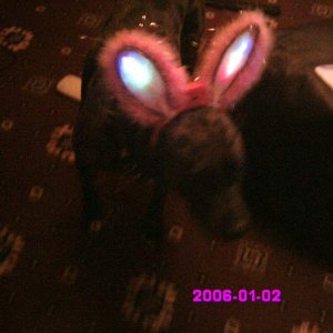 dog with bunnie ears, lol