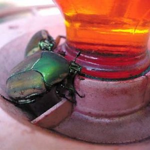 June bugs at a  hummingbird feeder