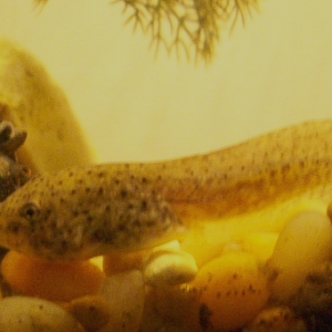 This is my bullfrog tadpole (Rana catesbeiana) eating a cricket with an apple snail (Pomacea bridgesii).