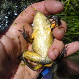 Rana lutiventris - threatened species in Utah, summer 2007. One of the target protected species I worked with when doing summer field work with Utah D