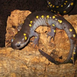 Ambystoma maculatum