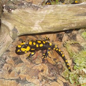 Salamandra salamandra