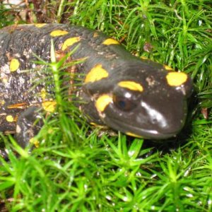 Salamandra salamandra close up