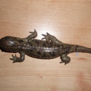 Ambystoma mavortium green