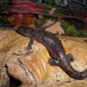 Ambystoma laterale [1]