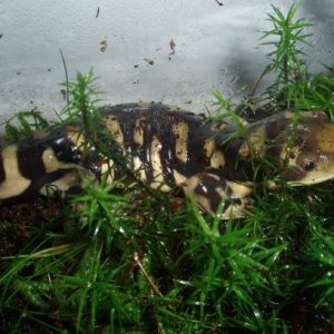 Ambystoma mavortium [1]