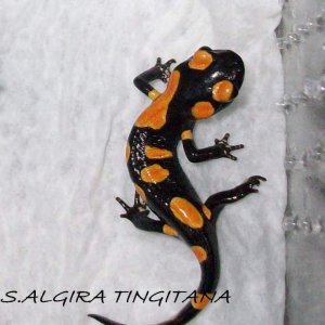 S.Algira Tingitana