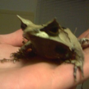 My Malaysian horned frog. His name is Yoh. I don't handle him often at all
(you can tell he's not enjoying it). Only for taking pictures ;P