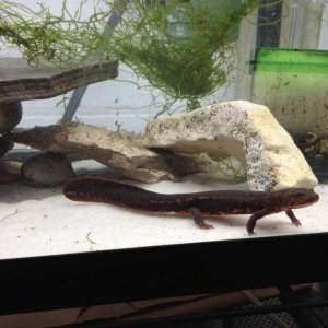 Male Paddle Tail Newt