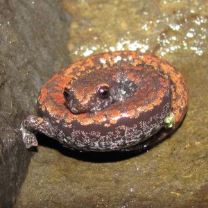 Oregon Slender Salamander