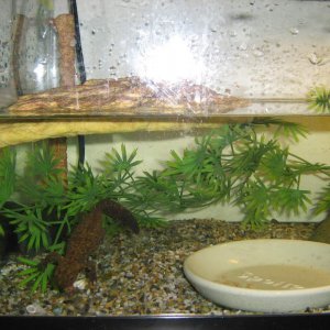 left side of tank