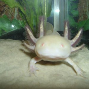 My female axolotl Skyla.