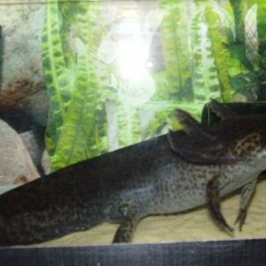 Male Axolotl