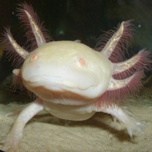 my axolotl.