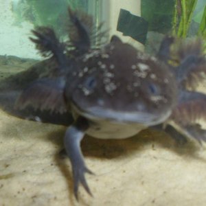 My male melanoid axolotl.