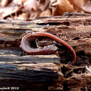 Zigzag Salamander (Plethodon dorsalis)