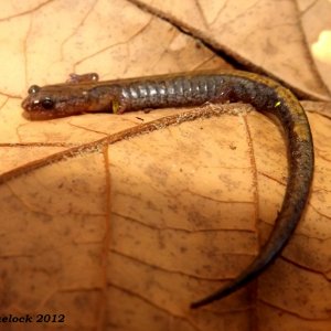 Zigzag Salamander (Plethodon dorsalis)