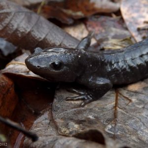 Jefferson's Salamander (Ambystoma jeffersonianum)