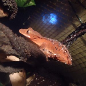 My Crested gecko with water droplets on her. Plus lost her tail.