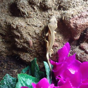 Crested gecko. juvenile.