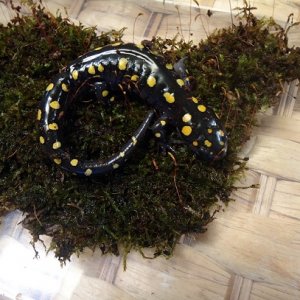 Yellow spotted salamander A. maculatum