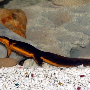 Taricha granulesa, breeding male