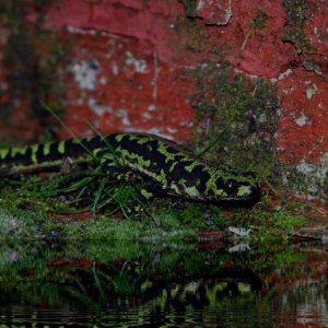 Triturus marmoratus near water