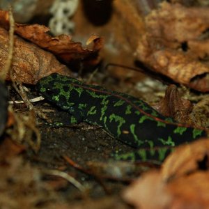 3 y.o. female Triturus marmoratus on land