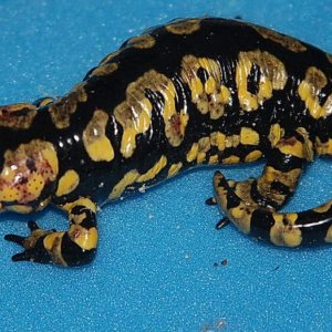 Salamandra s. gallaica, 6 y.o. female