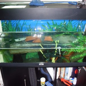 aquatic verrucosus setup