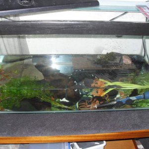 old aquatic verrucosus setup now houses barani