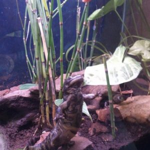 Tiger Salamander, Ernie

Begging for food/trying to eat my girlfriend's finger