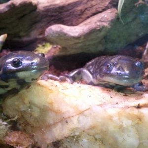 Tiger Salamanders, Burtha (left) & Ernie (right)