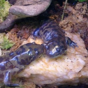 Tiger Salamanders, Burtha (left) & Ernie (right)

Having a special moment on the rock <3