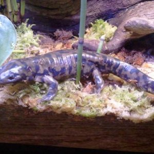 Tiger Salamander, Burtha