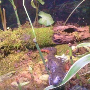 Tiger Salamander, Burtha

Begging for food at the glass XD