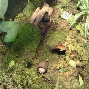 Tiger Salamander, Burtha

Just taking a look around from within the safety of the log :P