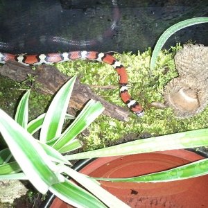 Red Milk Snake, Deena

First day back in room temperature after a winter cool-down.