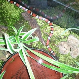 Red Milk Snake, Deena

First day back in room temperature after a winter cool-down.