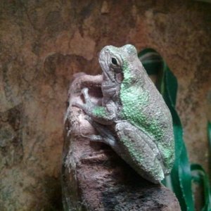 Grey Tree Frog, Frogger