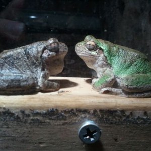 Grey Tree Frog, Bud (left) & Frogger (right)