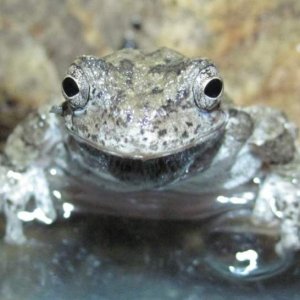 Grey Tree Frog, Kermit (I think)