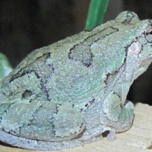 Grey Tree Frog, Frogger