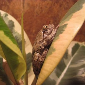 Grey Tree Frog, Bud (I think)