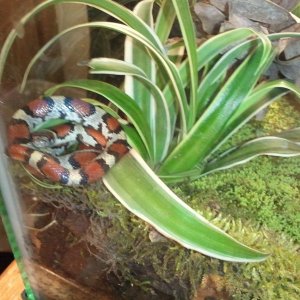 Red Milk Snake, Deena