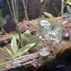 Tiger salamanders, Burtha & Ernie (can't tell which is which from this angle)

Added some more plants.  An umbrella plant, 3 stalks of lucky bamboo, a