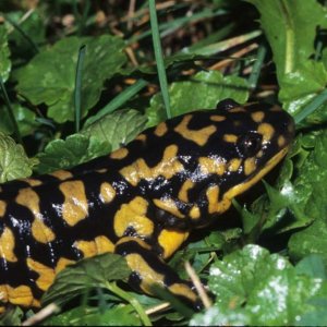 Tiger Salamander Morris Minnesota